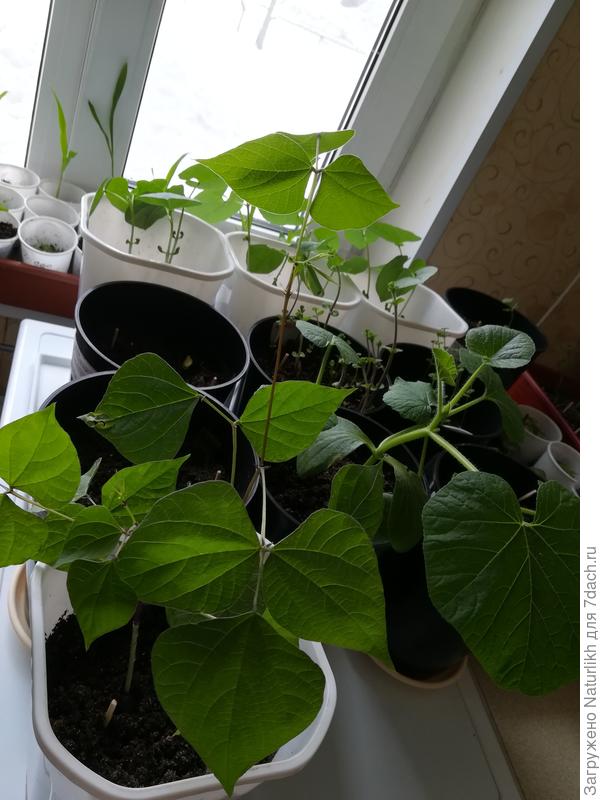 Долихос вторая партия, более удачная и декоравные тыквы