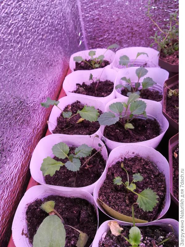 Пурпурный голубь, декоративная