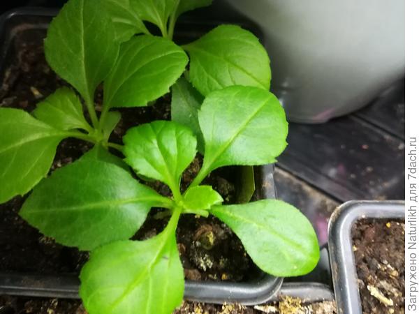 Карликовые астры серии монпасье