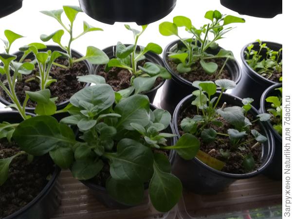 Петунии и лобелии