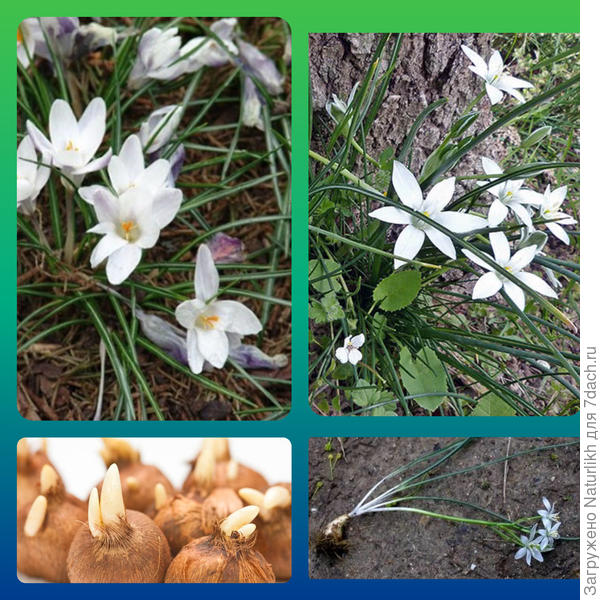 Крокус и птицемлечник
