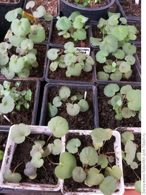 Гейхеры из собранных семян