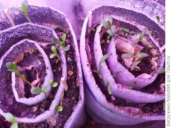 Свёкла в улитке