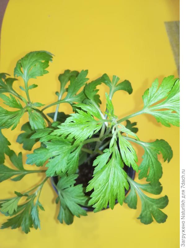 Проснулось первым и буйствует