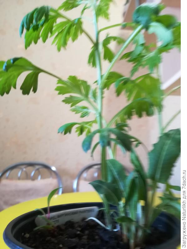 Вот горшок целиком