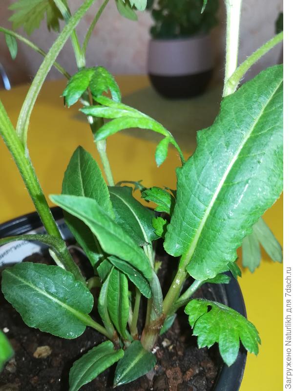 На днях появились удлинненные листья