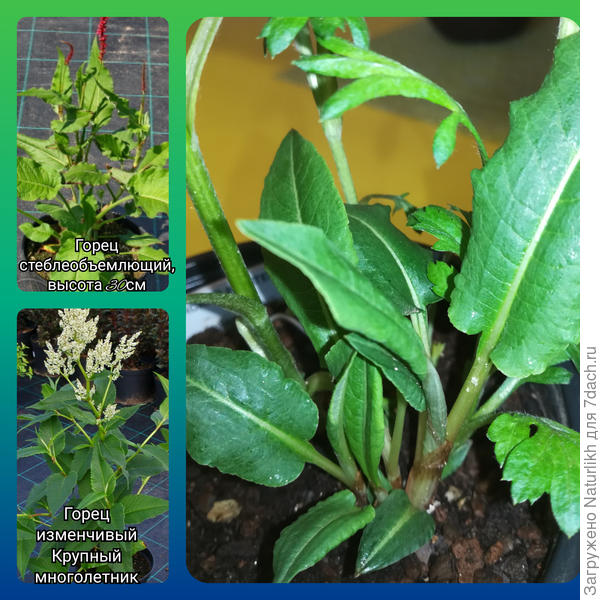 Есть шанс у моих листьев быть похожими хоть на какой то горец?