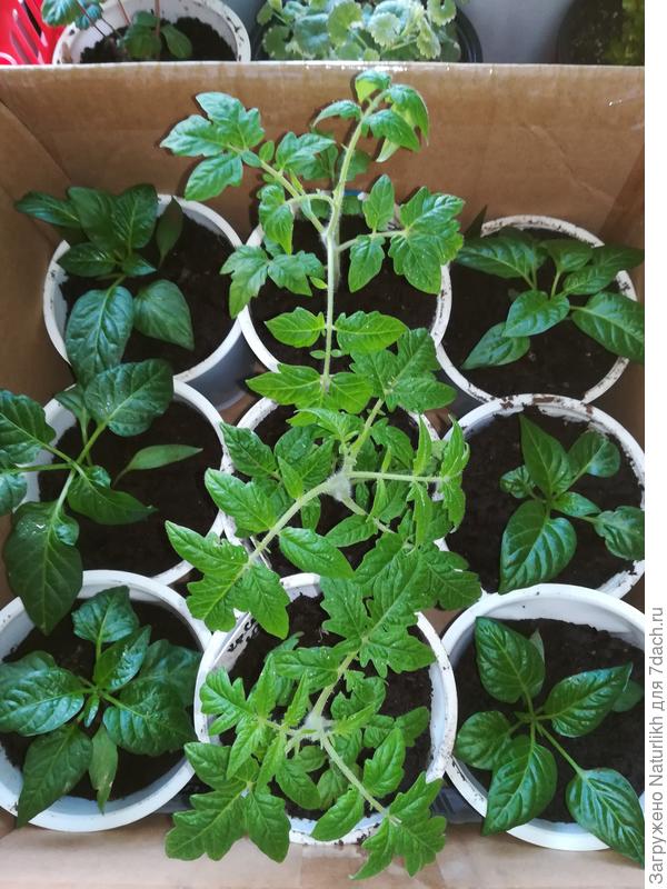 У перцев совсем не видно междоузлий, это нехорошо?