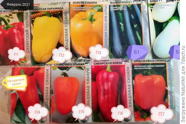 Внешний вид кустиков перца одинаковый,, независимо от сорта. все коротыши, но листиков много. Посеяны в феврале