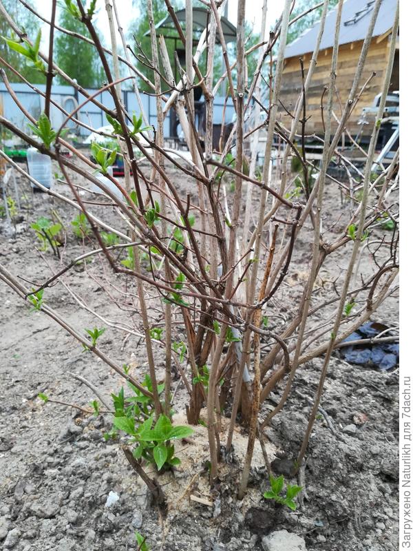 У чубушник есть шансы? Ветки на изломе не хрустят, живые.  Но почек не видать.  Очень жалко