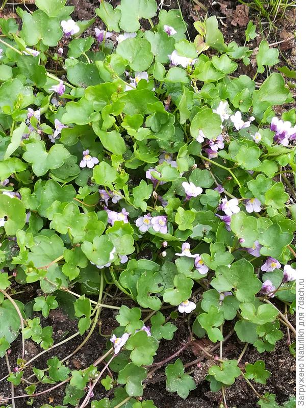 Спасибо за помощь. Вот она сейчас, дожила и хорошо освоилась в клумбе