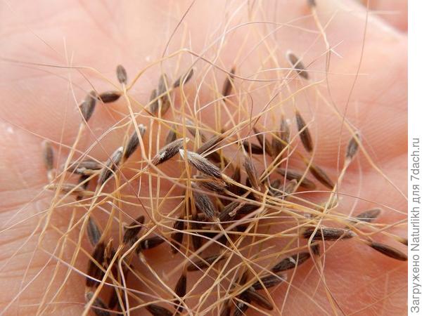 Возможно ковыль. Ваш злак похож на мой. Покупала семена ковыль Пушистое облако