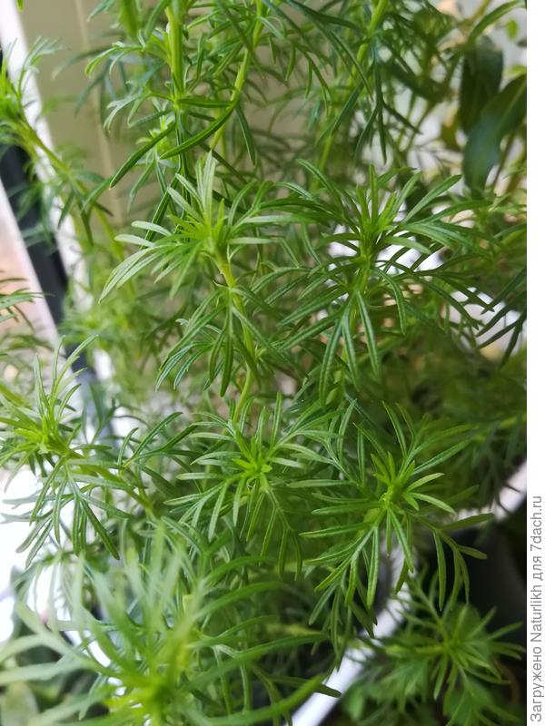 Бархатцы нителистные посеяны в теплице, но зацвести не успели, поэтому продолжаем расти в кладовке