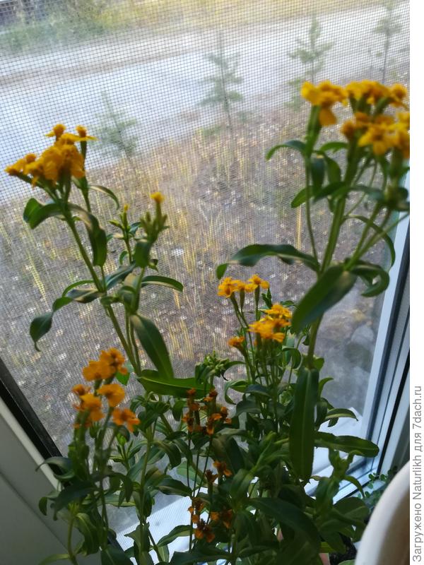 Бархатцы лучистые или мексиканский эстрагон. С наступлением первых заморозков перебрались в кладовку для дозревания семян