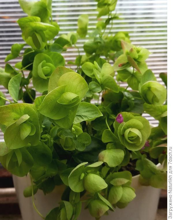 Декоративная душица Киригами выращенная из семян в кладовке с искусственным освещением