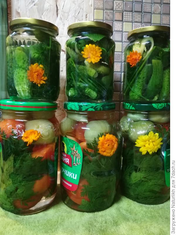 Весёлая консервация 2021.