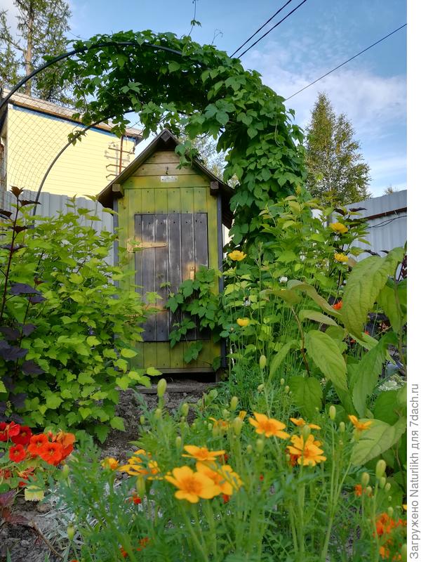 А мы его выращиваем уже несколько лет.  По периметру вкопали линолеум.  Девичий виноград не зимует, а Хмель наше спасение.