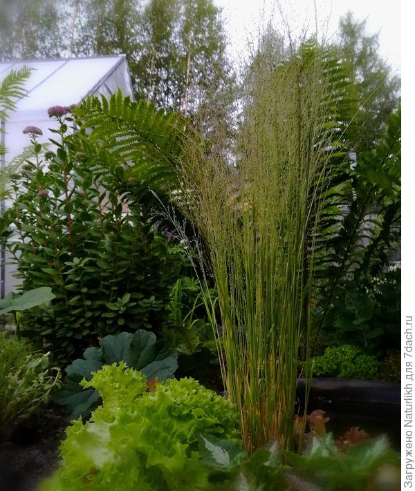 Стройные тончайший листья направлены строго вверх. На фото начало роспуска воздушных соцветий