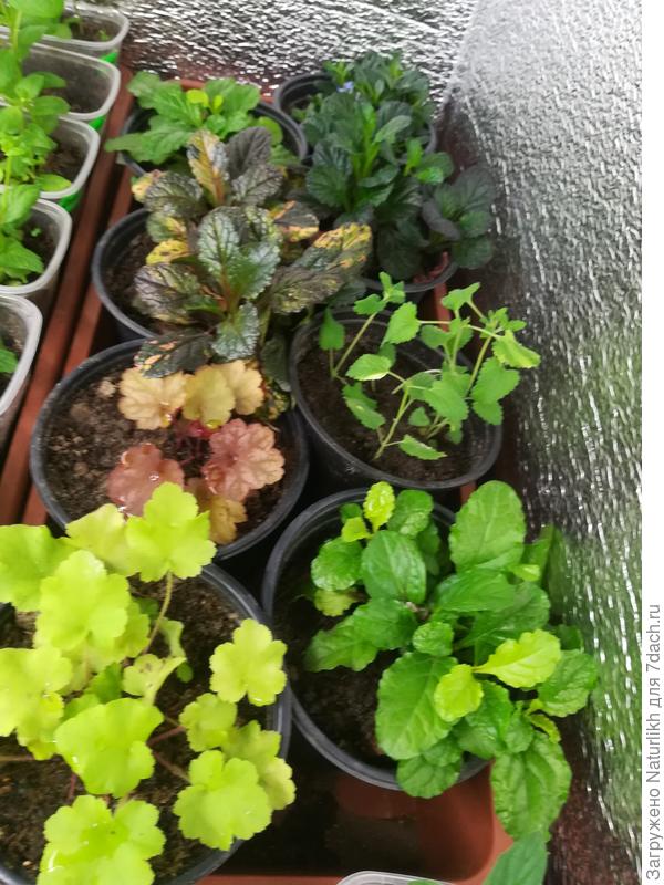 На фото слева  годовадые сеянцы. Растут очень медленно в первый год. Лаймовая три штуки в горшке. Оставлять в зиму жалко было, привезла домой. Это состояние на сентябрь месяц.