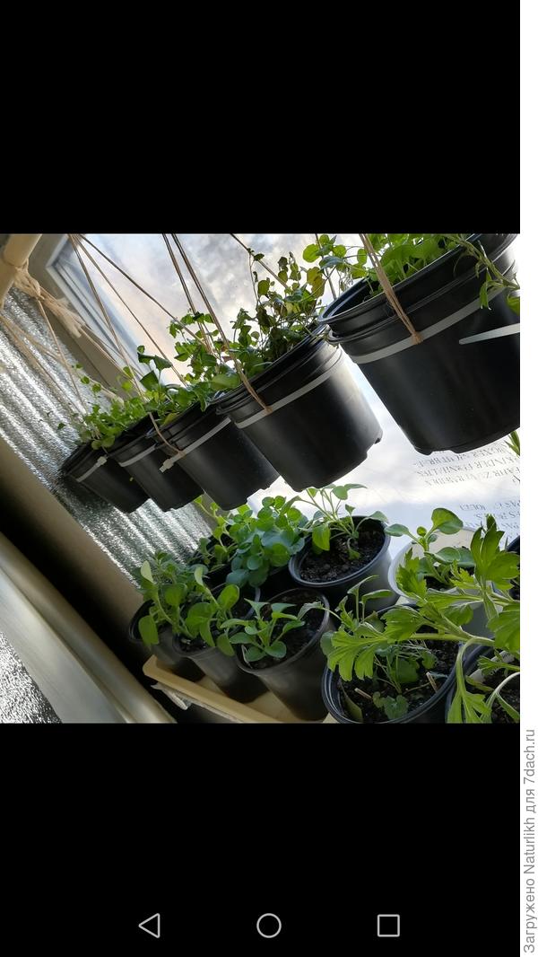 Вариант, когда нет кашпо с подвесом. Использовала пластиковые хомуты