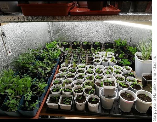 Такая вместительность на 1 полке, а их получилось 4 +пол