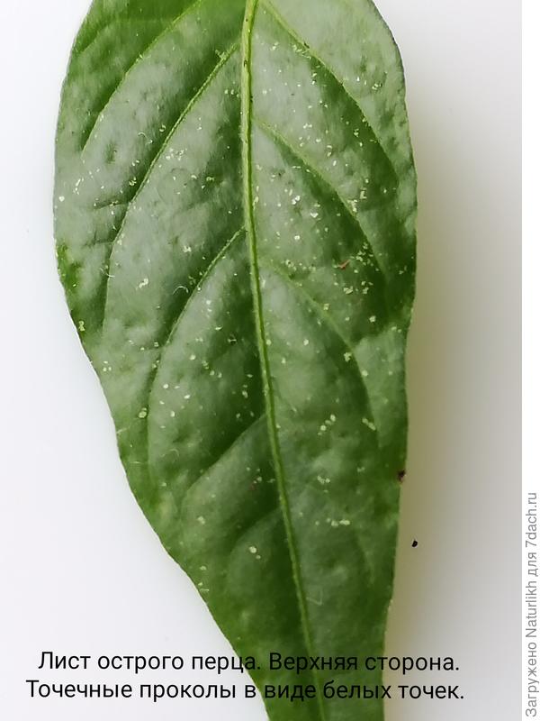 Верхняя часть листа