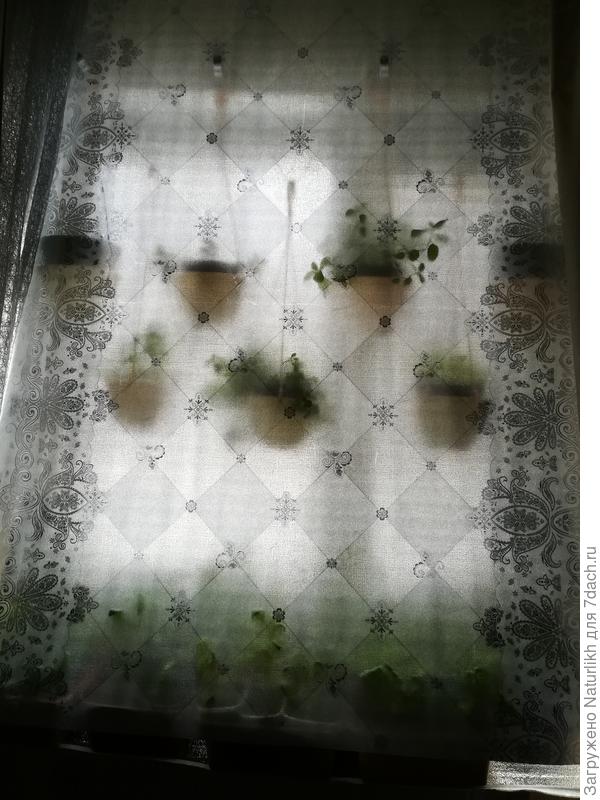 На первом этаже без штор никак нельзя. Купила бы, конечно, без рисунка, но какая была.  В общем красиво и мне  и рассаде и прохожим.