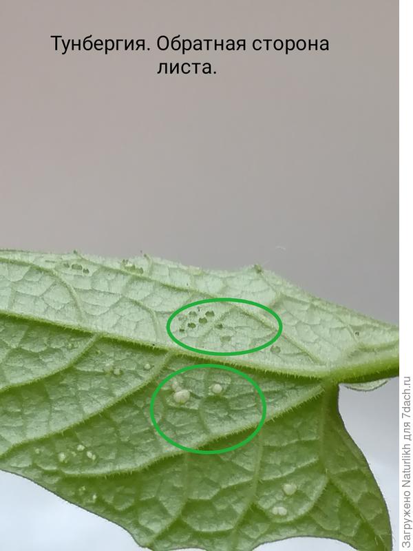 На листьях тунбергия чёрных точек нет, но  есть что то подозрительно. Будто мякоть съедена, а кожица осталась