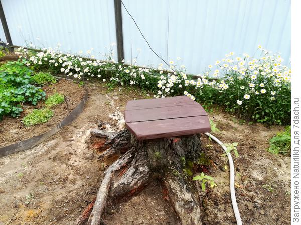 А это второй пень для большого таза с петунией.