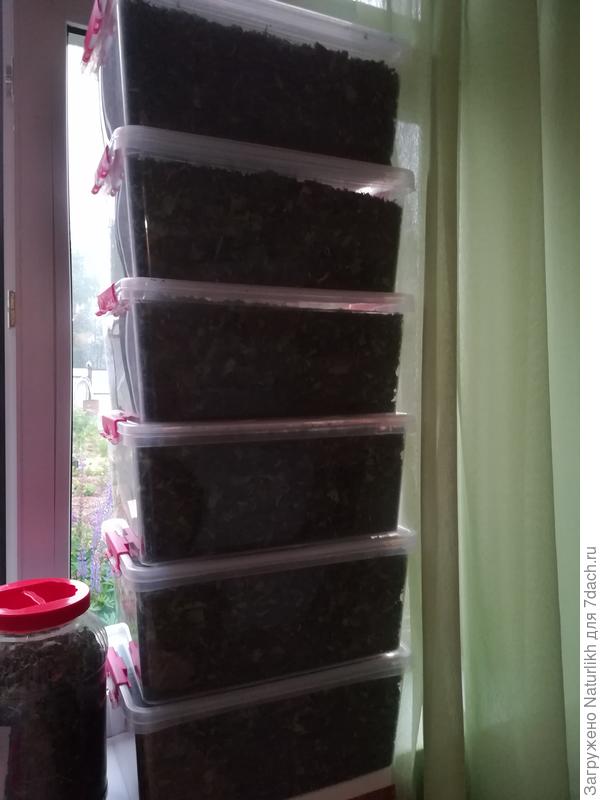 Пока только высушенный Иван чай, без добавок.