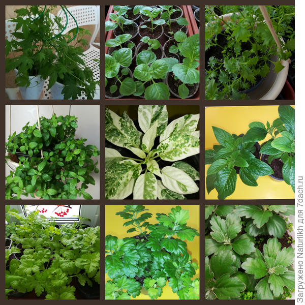 Моя отрада: Момордика, агератум, изотома, мята, острый перец, гелиотроп, танацетум, хризантема, аяния.