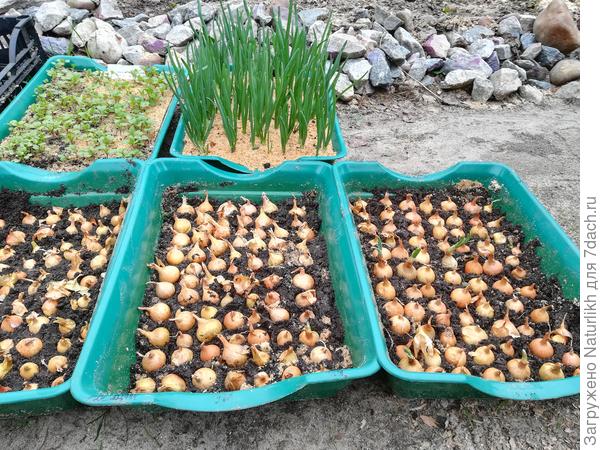 Дома выращиваю лук так. Плотно укладываю в лотки замоченные луковицы и засыпаю песком. Составляю  на шкафу в прихожей пока не появится перо. Потом на окно. Разок вношу универсальное удобрение. Могу и забыть, все равно растёт.  (Рассадных ящиков не было,  зато были дешёвые лотки для животных