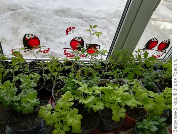 А это старшенькие, практически выпускники.  Уже бы и в новую жизнь, снежок только смущает. Под самый подоконник...