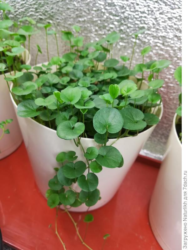 А вот уже эти деленки дома поплелись.