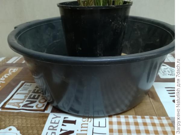 Примерно вот так. Только внутренний горшок пошире и чуть ниже А дихондру сплошняком размещу по кругу.