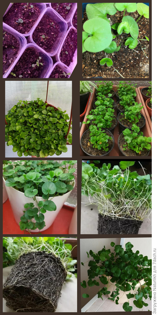 А пока история моей дихондры в одном фото. Июньский посев, все время переезжает в разные ёмкости. На 4 картинке те самые деленки большой дернины. На 6 тот случай, когда плети ползут по кругу, цепляясь корешками в грунт. Вот почему лучше выдернуть лишние и пустить вниз. Ну а последняя картинка состояние на 13 апреля 2022 перезимовавшая в  квартире и уже в 4 литровом горшке.