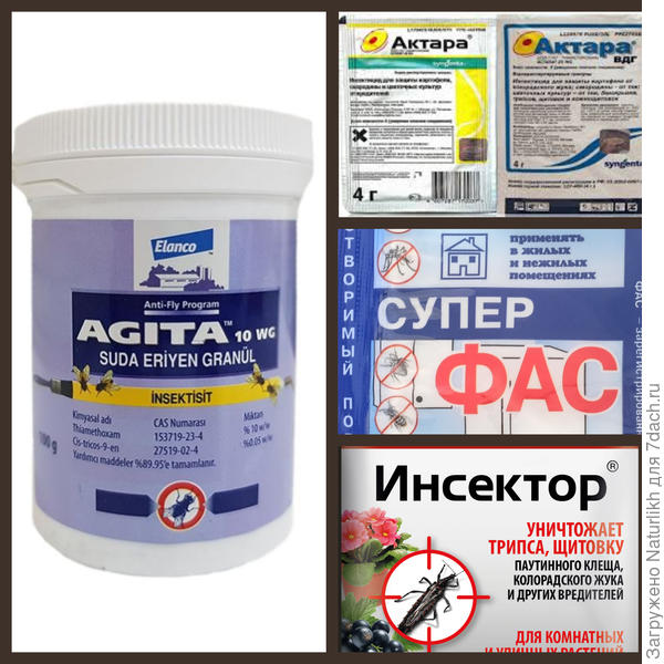 Опрыскать поверхность почвы, если попадёт на растение, не страшно.