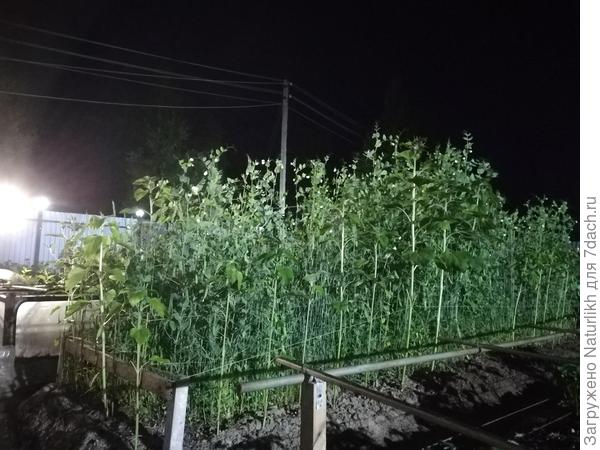 Вместе с пшеницей и подсолнухами