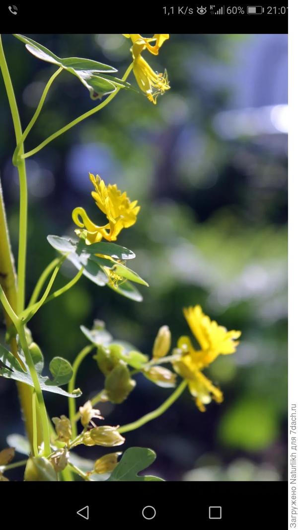 Нашла фото в архиве. Очень красивые листики и  миниатюрные жёлтые птички. В этом году планирую их растить в горшках.