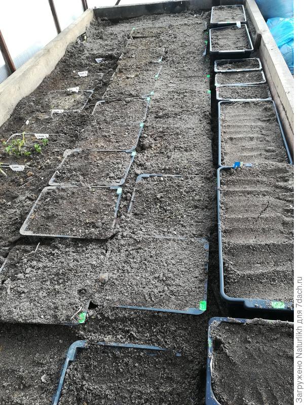 Вот такое минное поле в грядках теплицы. Появились первые всходы