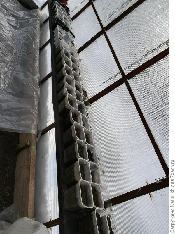 На  боковых полочка тоже батарея сеянцев