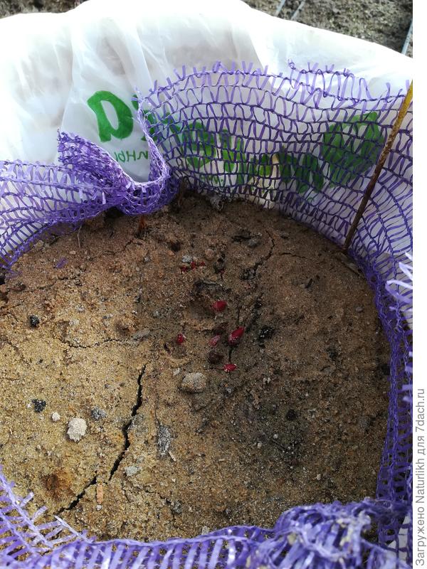 Пионы вместе с сеткой перенесу в грунт. Примерно в таких же условиях первый месяц в теплице проведут кабачки.