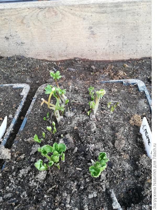 В них уже тронулись в рост ранункулюсы и лилии