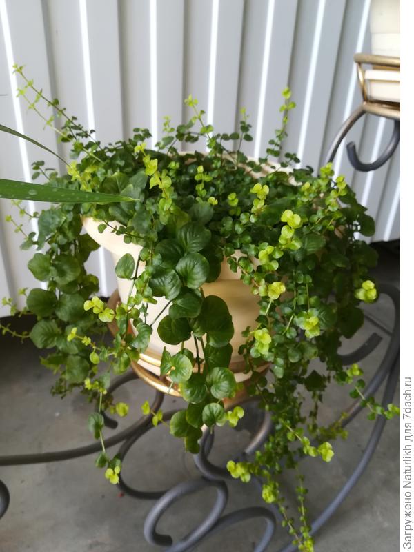 Вот так перезимовал и скоро переберется на клумбу