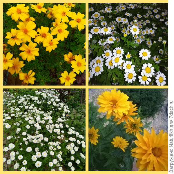 А эти милашки порадуют цветением лишь в конце лета. Все выращены из семян. Тонколистные бархатцы, простой и махровый пиретрум(тацетум), Гелиопсис.