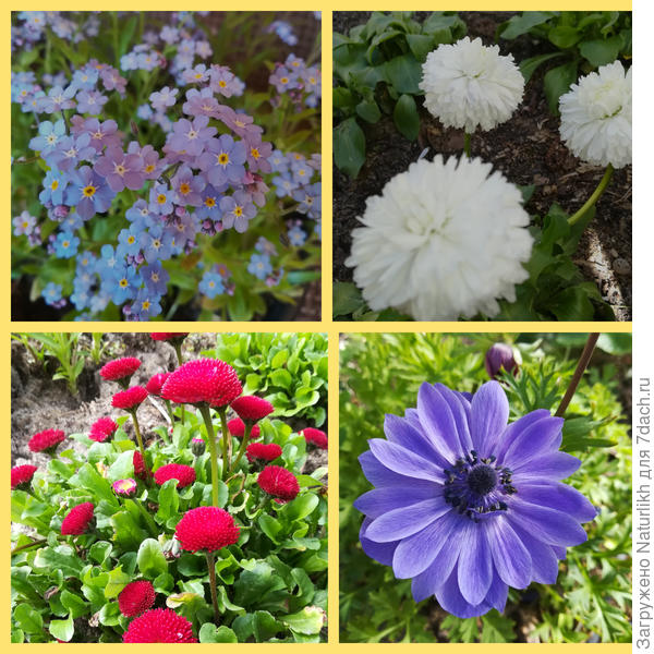 И мы хотим на бал! Сейчас цветем. Красавицы незабудки, махровая маргаритка Авелина, помпонная красная маргаритка, анемона Лорд лейтенант
