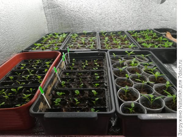 16 января пикировала декоративные перцы и петунию