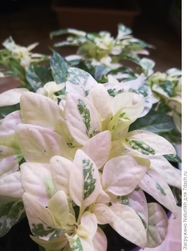 Разве не красота?