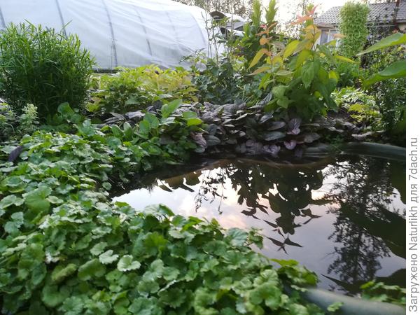 За месяц  наросла у искусственного водоёма