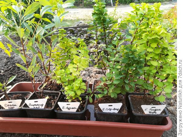 Вот такие ляльки получила в прошлом году, цена 200-250р